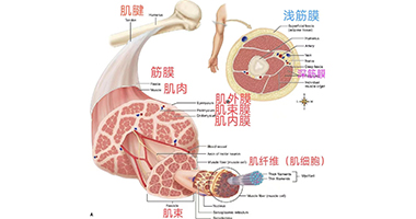 從肌肉、筋膜、關(guān)節(jié)解剖，啟發(fā)手法治療